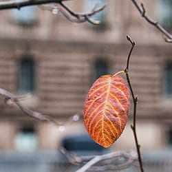 A vibrant autumn leaf clings to a bare branch against a blurred urban backdrop, highlighting seasonal change and city life.